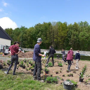 Répartition des plantes sur le terrain